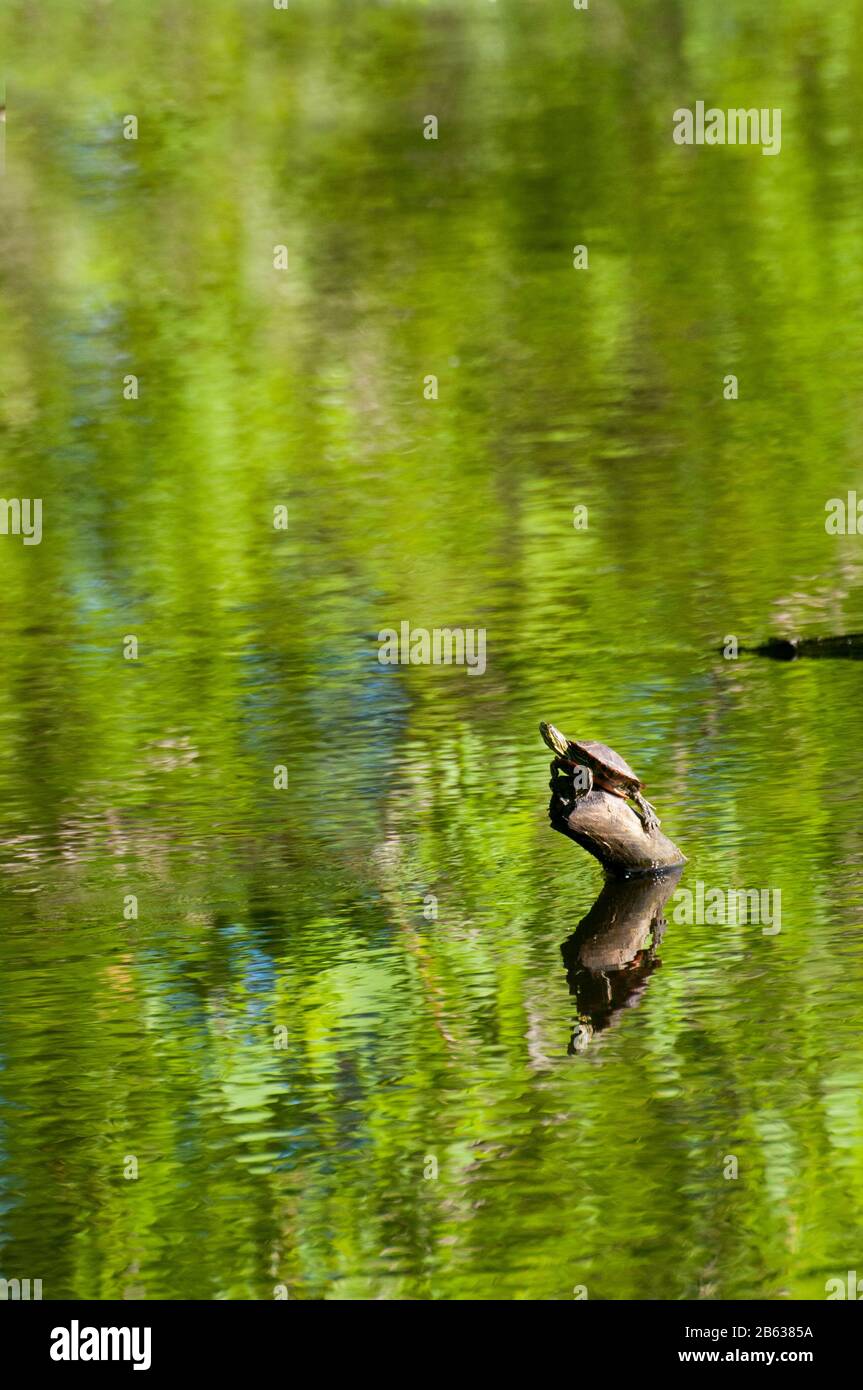 Kleine Kanada, Minnesota. Gervais Mill Park. Western gemalte Schildkröte, Chrysemys picta bellii, sitzend auf einem Baumstamm im Park. Stockfoto