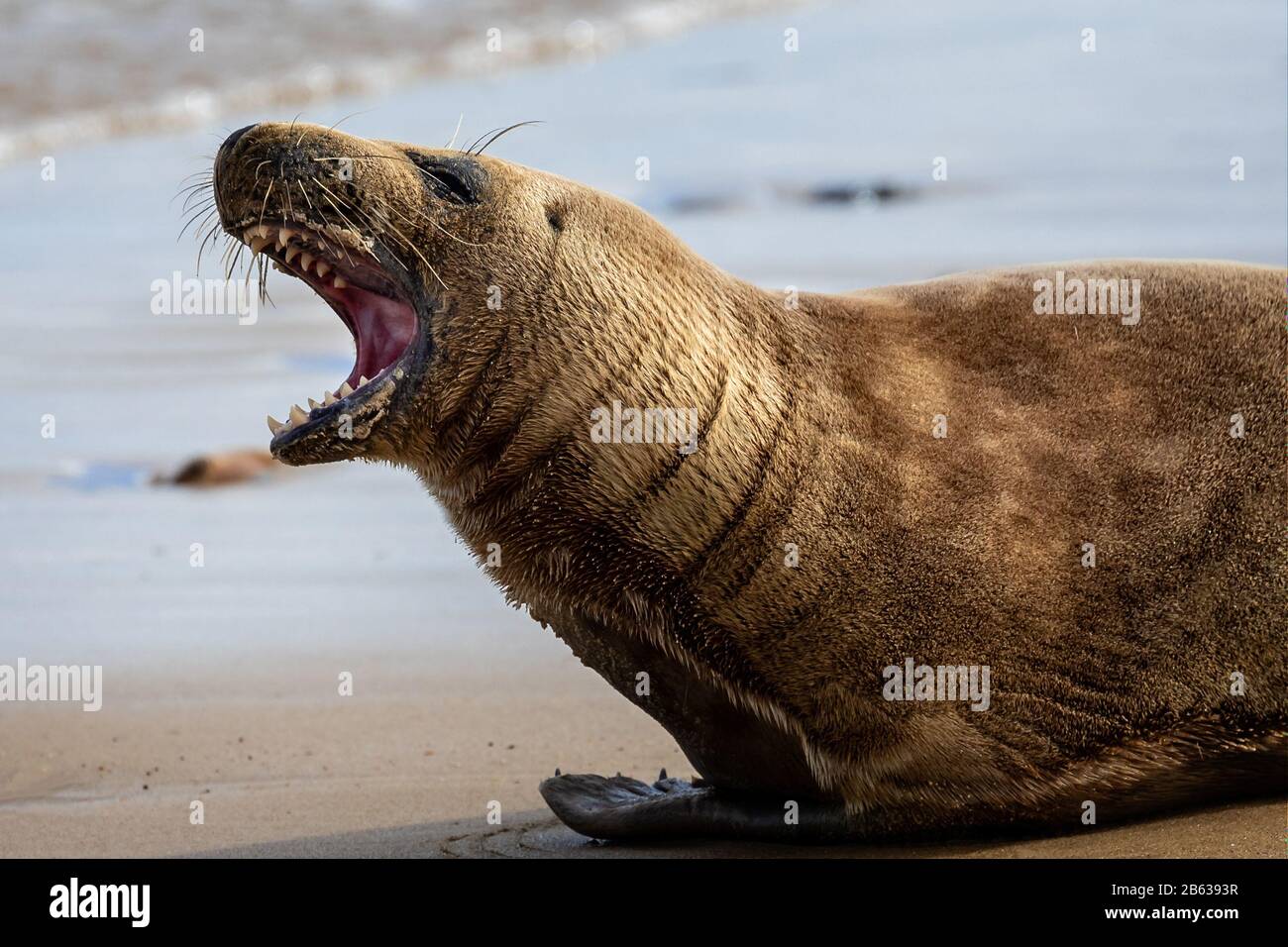 Nahaufnahme des Grey Seal mit Zähnen, die am Strand in Horsey Gap in Norfolk, Großbritannien, gebarst sind Stockfoto