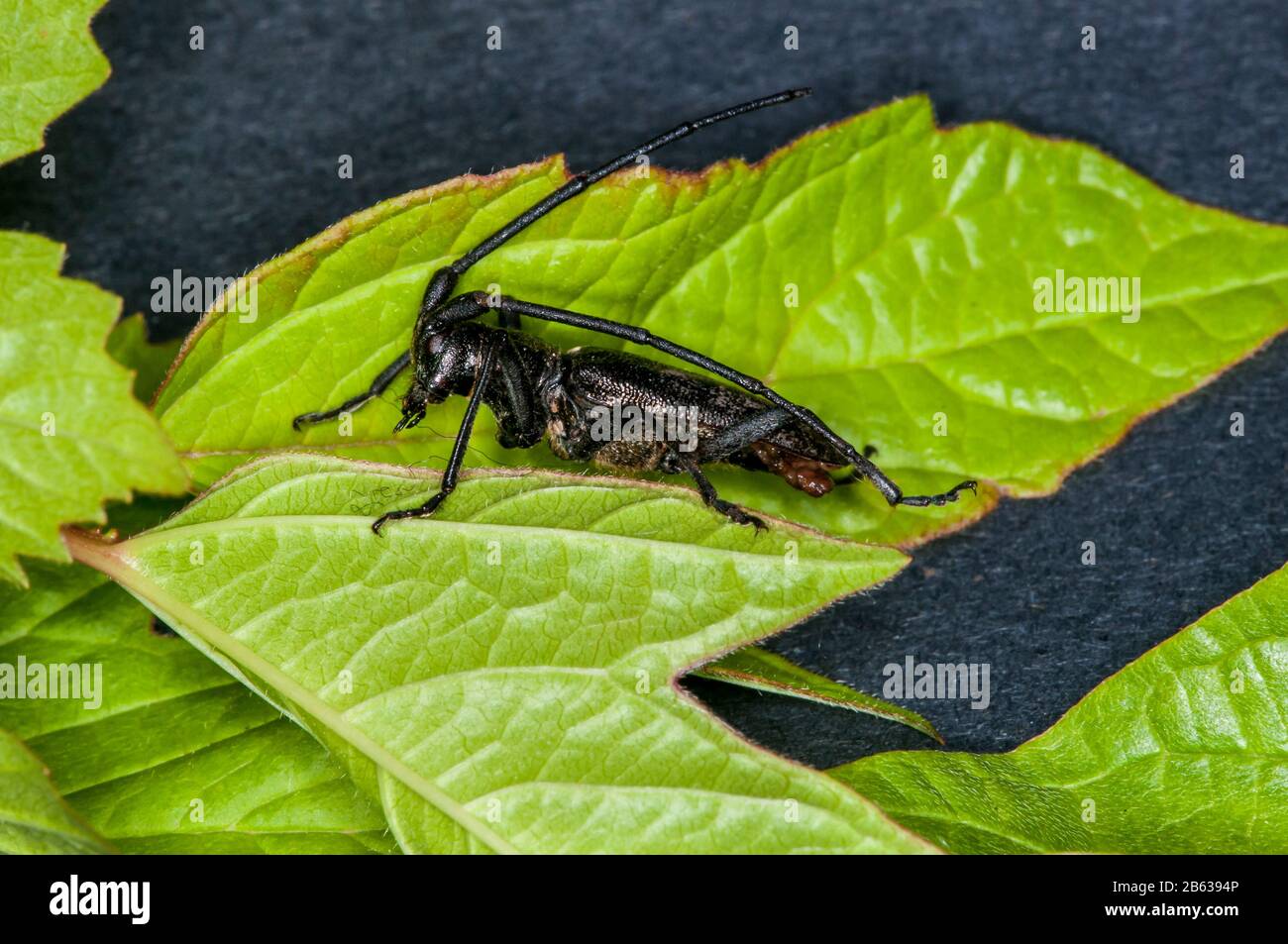 Vadnais Heights, Minnesota. Weiß gefleckte Sawyer, Monochamus scutellatus ruht auf einem Blatt. Stockfoto