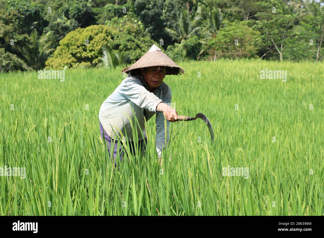 Fleißiger Arbeitsmann auf einem Reisfeld in Bali in der Provinz Penatahan Stockfoto
