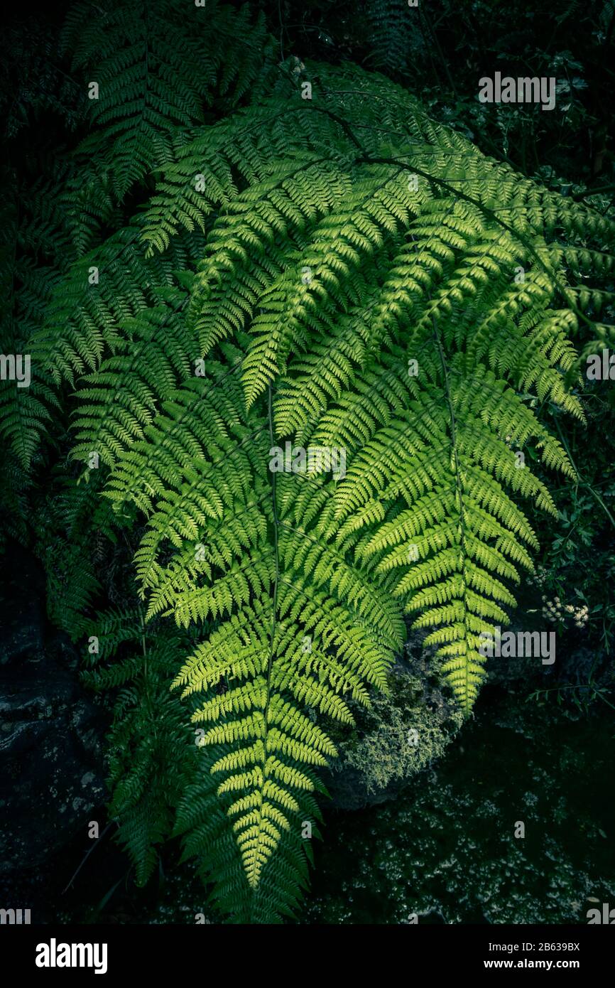 Farne im Wald, Madeira. Schnen Farnen Bltter Laub. In der Nhe von  wunderschnen wachsenden Farne im Wald. Natrliche Blumen farn Hintergrund  Stockfotografie - Alamy