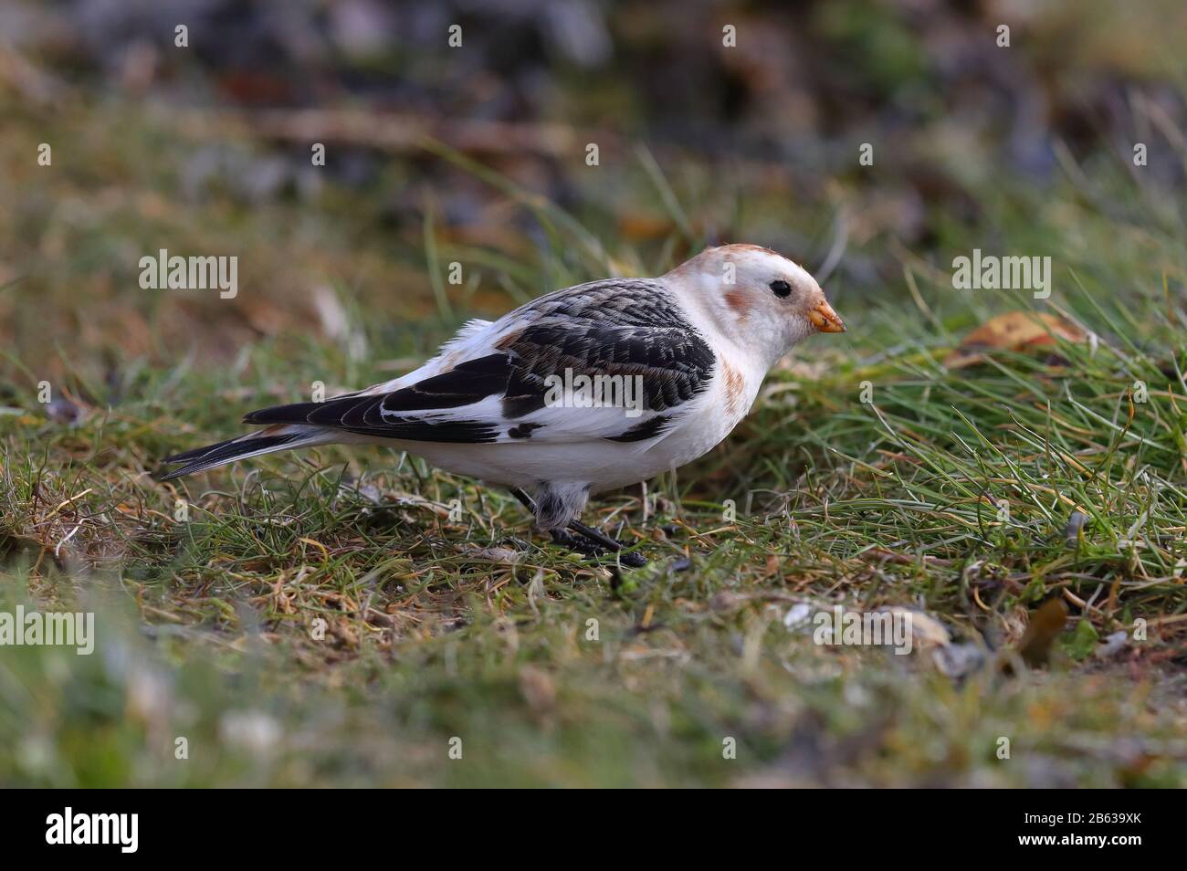 Überwinternd bunkelt sich der männliche Schnee auf Anglesey Stockfoto
