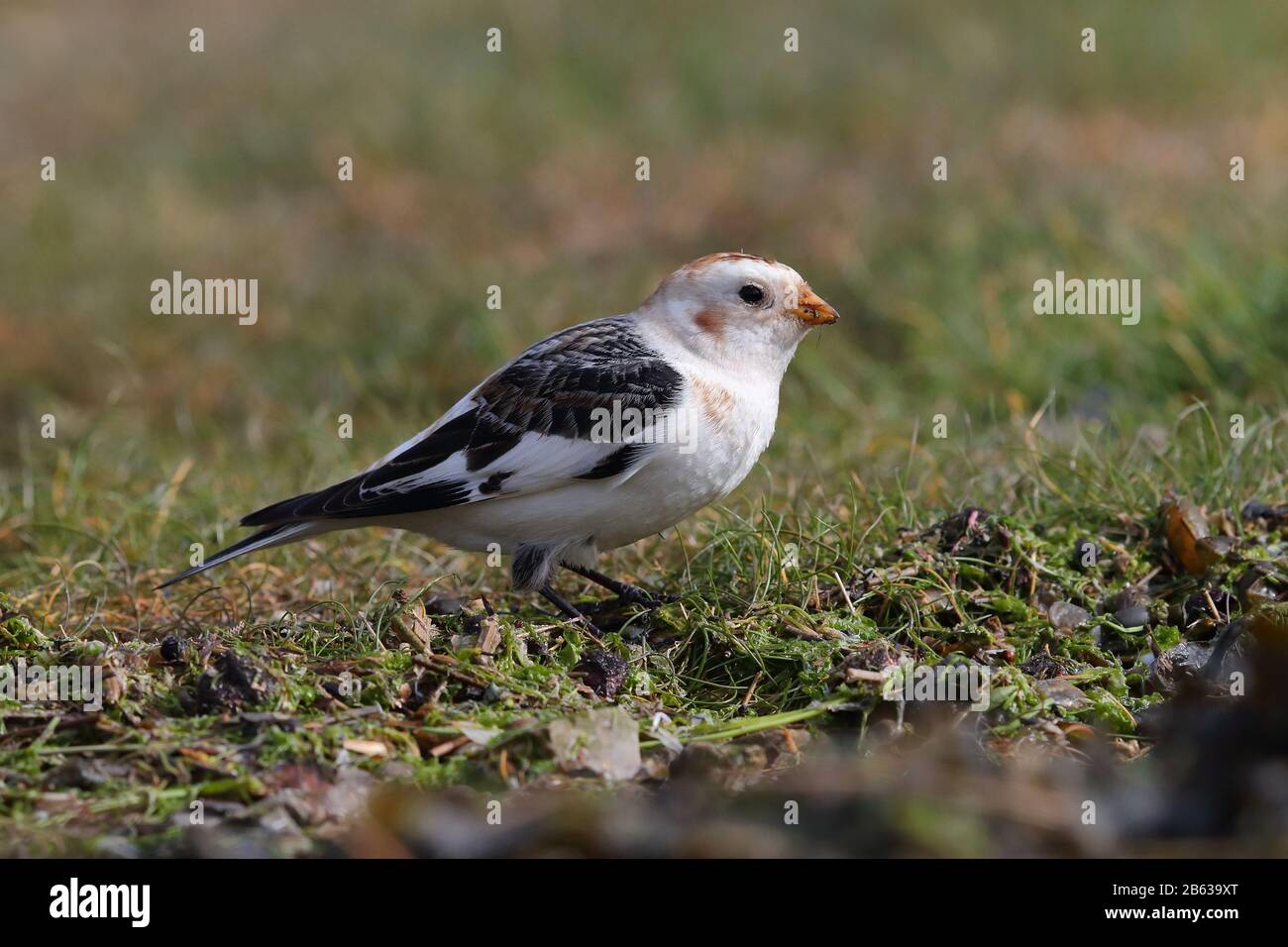 Überwinternd bunkelt sich der männliche Schnee auf Anglesey Stockfoto