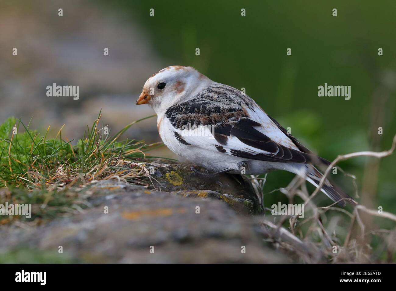 Überwinternd bunkelt sich der männliche Schnee auf Anglesey Stockfoto