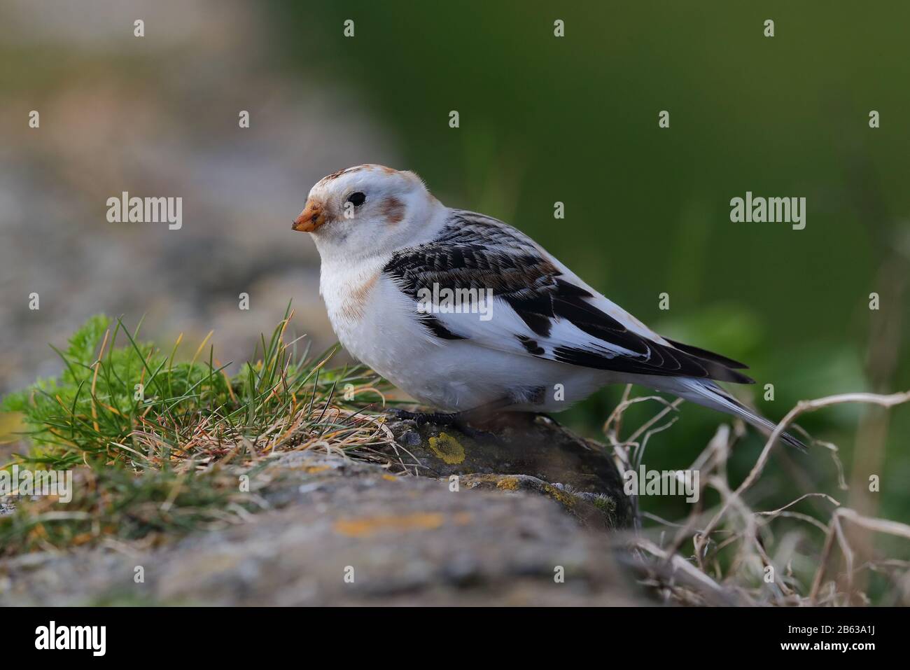 Überwinternd bunkelt sich der männliche Schnee auf Anglesey Stockfoto