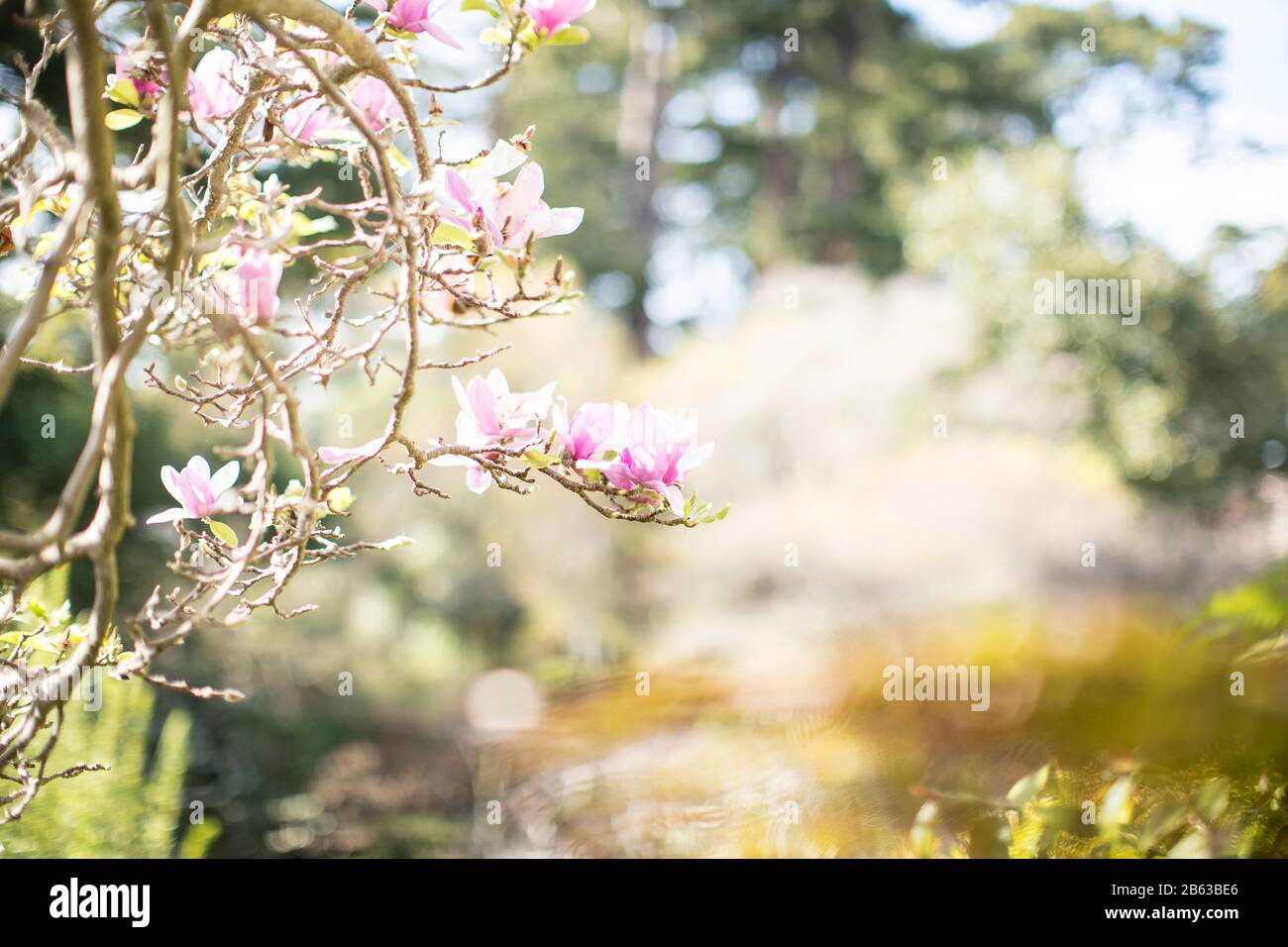 Heller sonniger Hintergrund mit Platz für Text, der von Frühlingsblüten in Rosa von magnolienbaum umrahmt wird Stockfoto