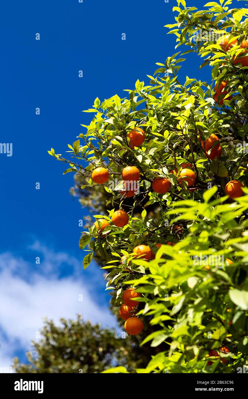 Orangen wachsen in Jardines de Murillo, Sevilla, Spanien Stockfoto