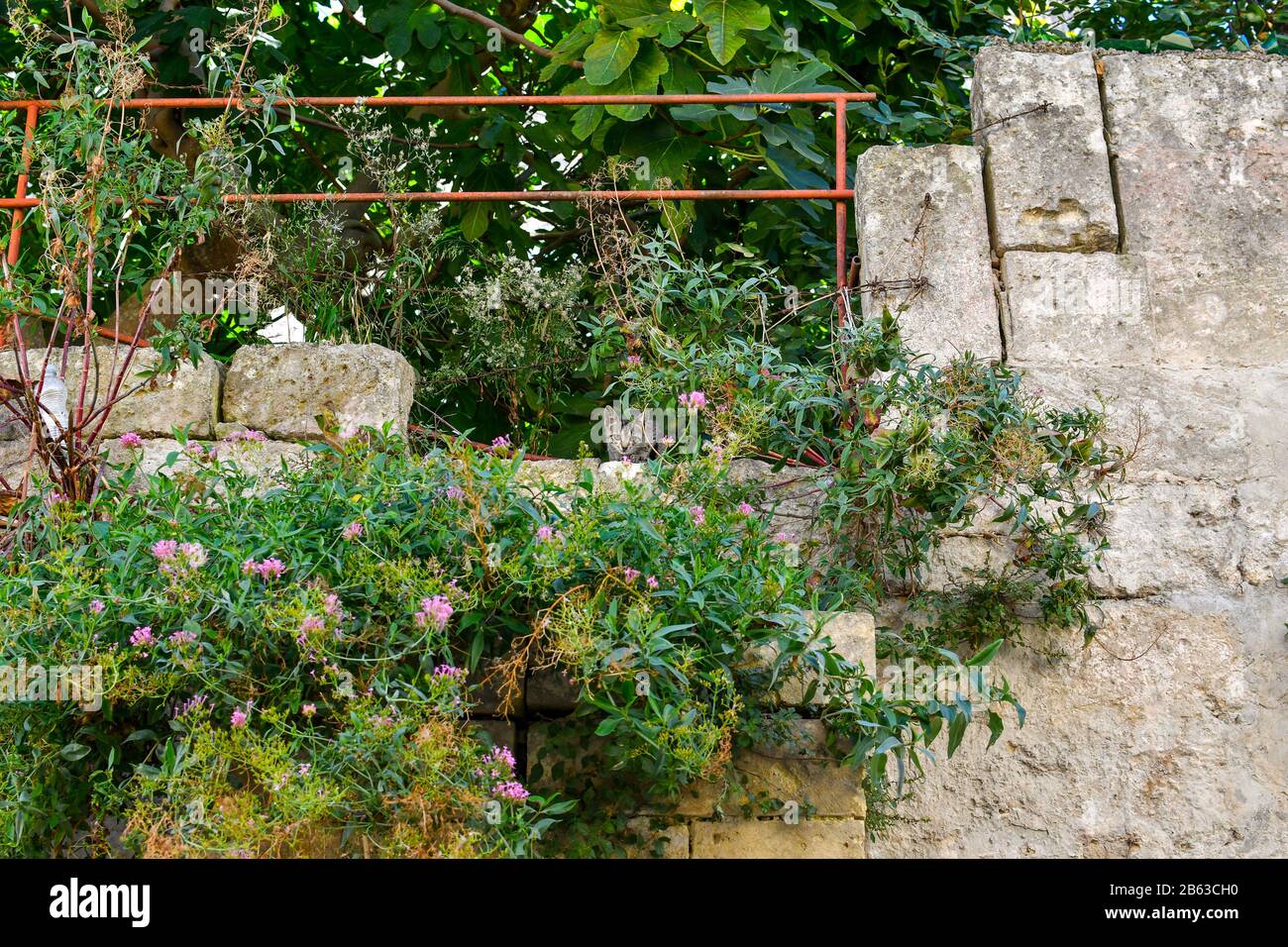 Ein kleines grau-weißes Tabby-Kätzchen versteckt sich im Gebüsch entlang einer alten Mauer in der Stadt Matera, Italien. Stockfoto