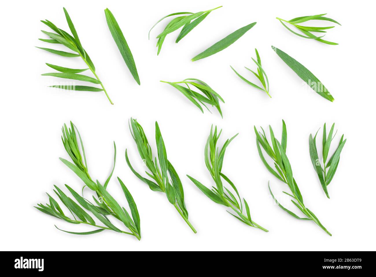Estragon oder Estragon auf einem weißen Hintergrund. Artemisia dracunculus. Ansicht von oben. Flach Stockfoto