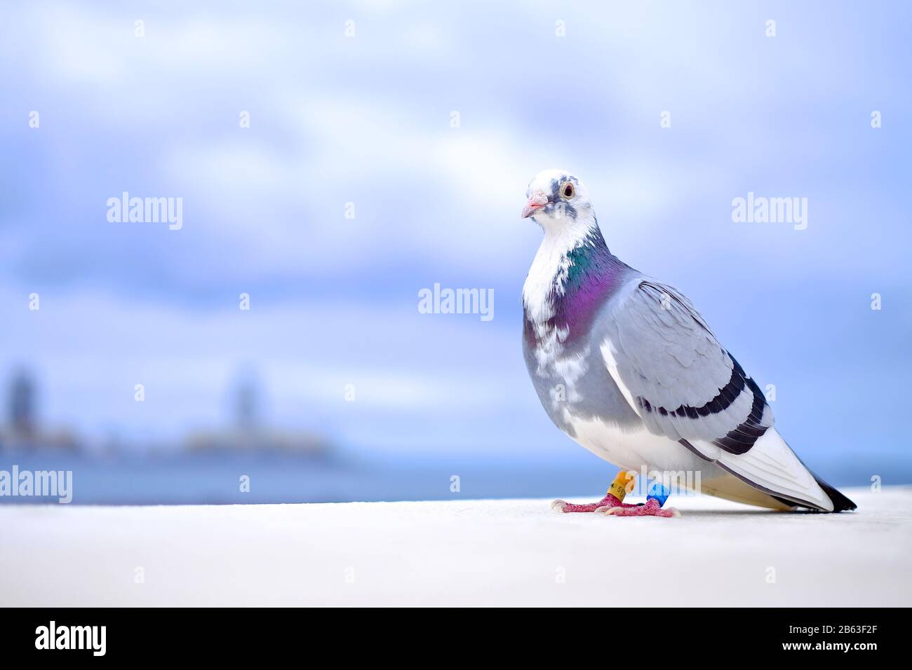 Eine Homingtaube (columba-livia domestica), die eine Post liefert. Stockfoto