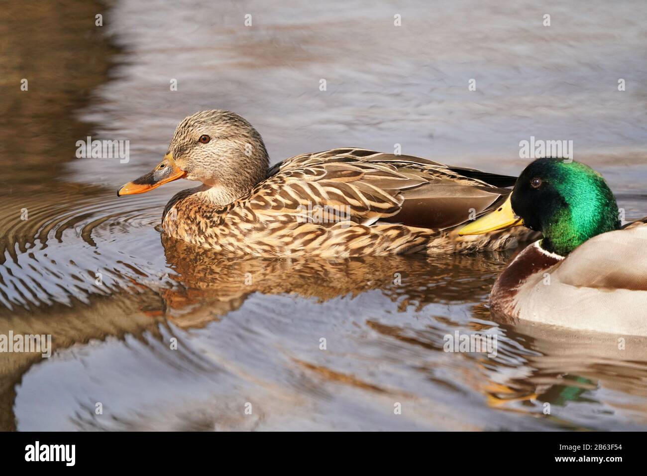 Mallard Ducks Männer und Frauen Stockfoto