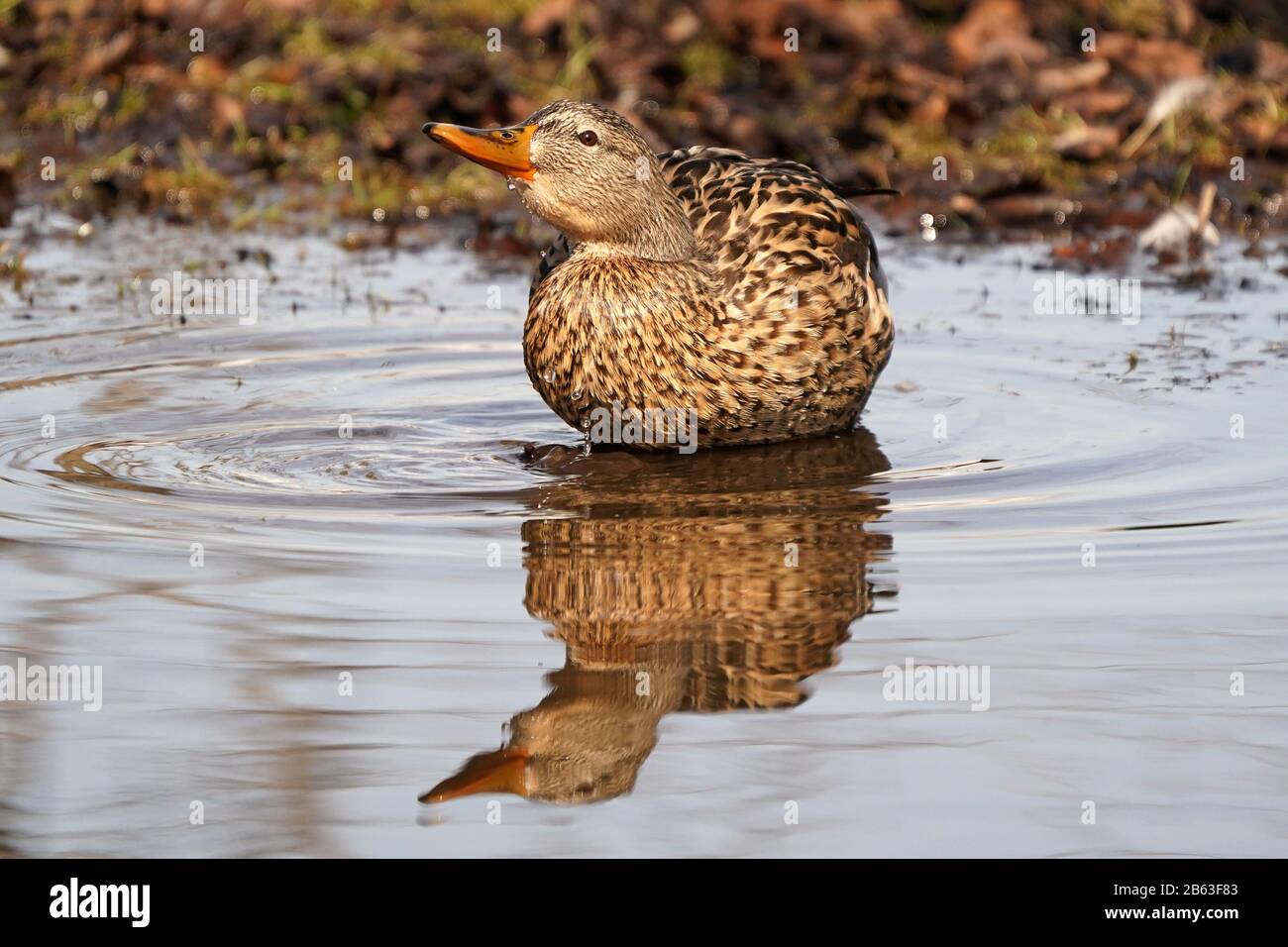 Mallard Ducks Männer und Frauen Stockfoto