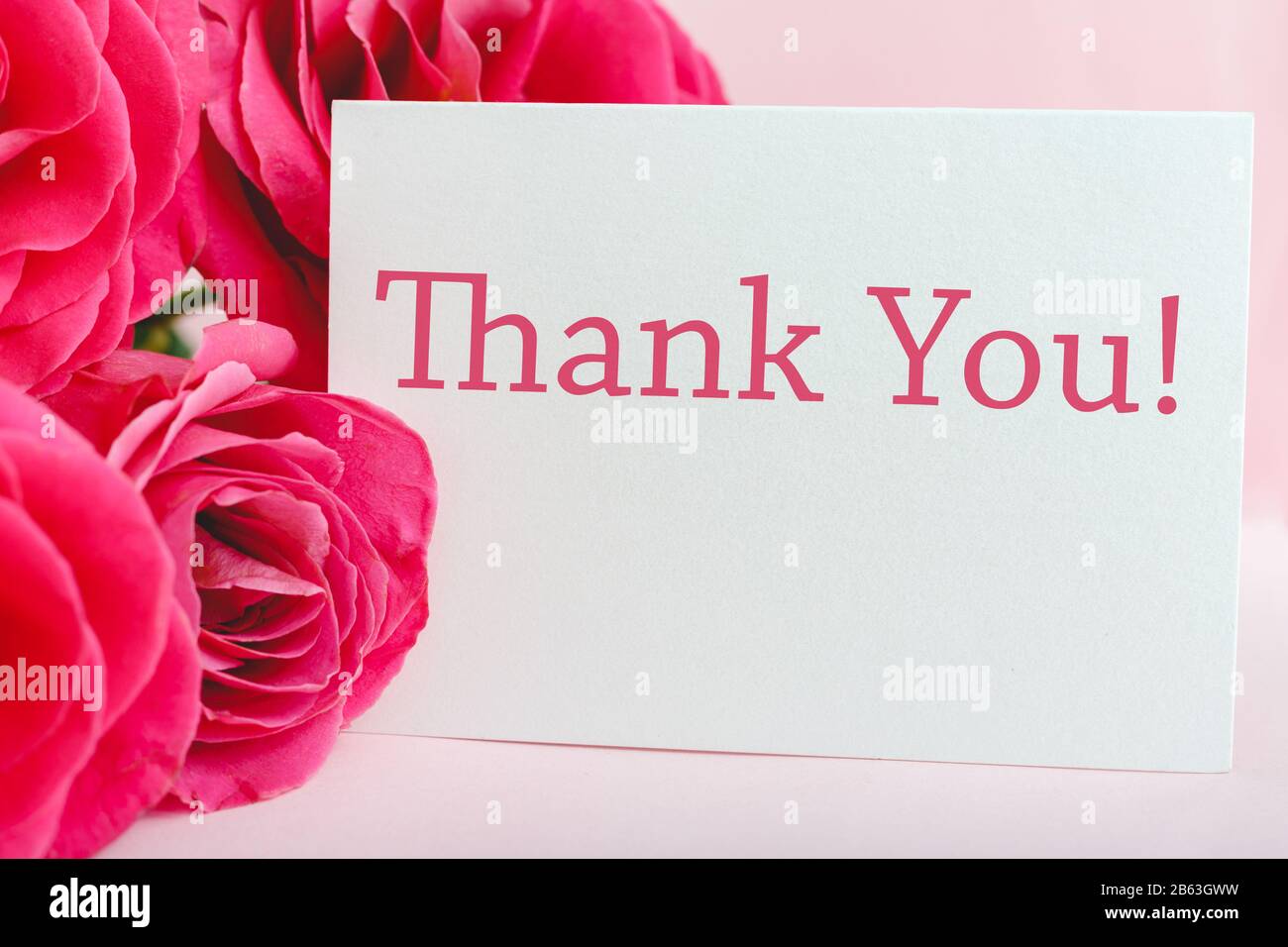 Dankeskarte in schönen Blumen Blumenstrauß aus rosafarbenen Rosen auf pinkfarbenem Hintergrund. Weiße leere Karte mit Platz für Text, Rahmen-Mockup für Einladung Stockfoto