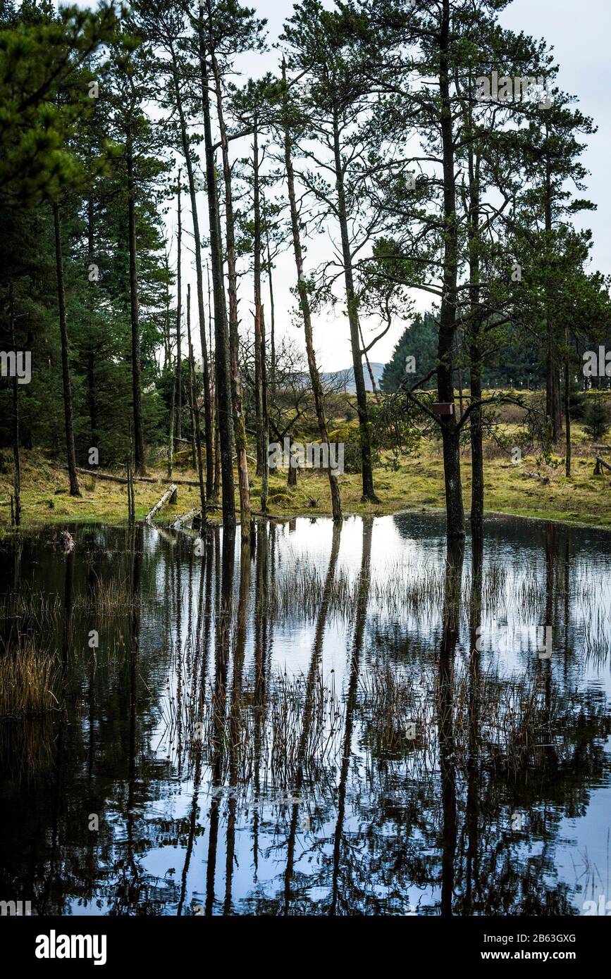 Spiegelungen von Bäumen in einem Teich in Davidstow Woods in Cornwall. Stockfoto