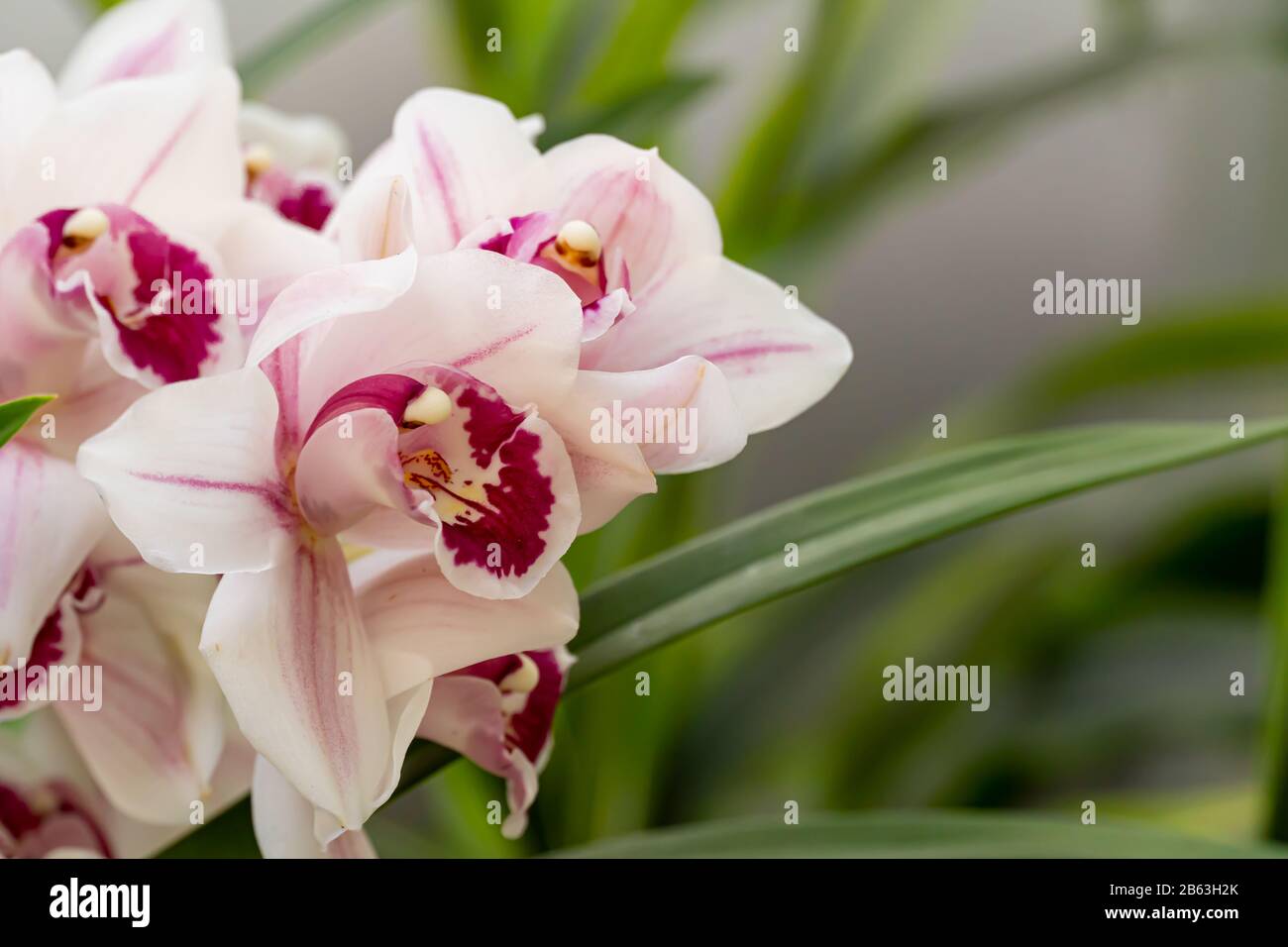 Cymbidium oder Bootsorchid. Orchideen der philippinen. Stockfoto