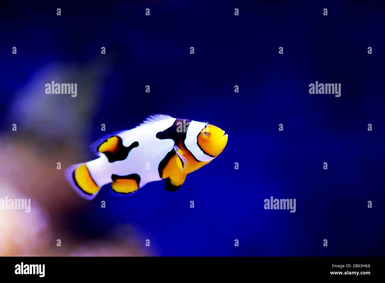 Black-ICE Snowflake Clownfish - 8. Generation hybrider Clownfish Stockfoto