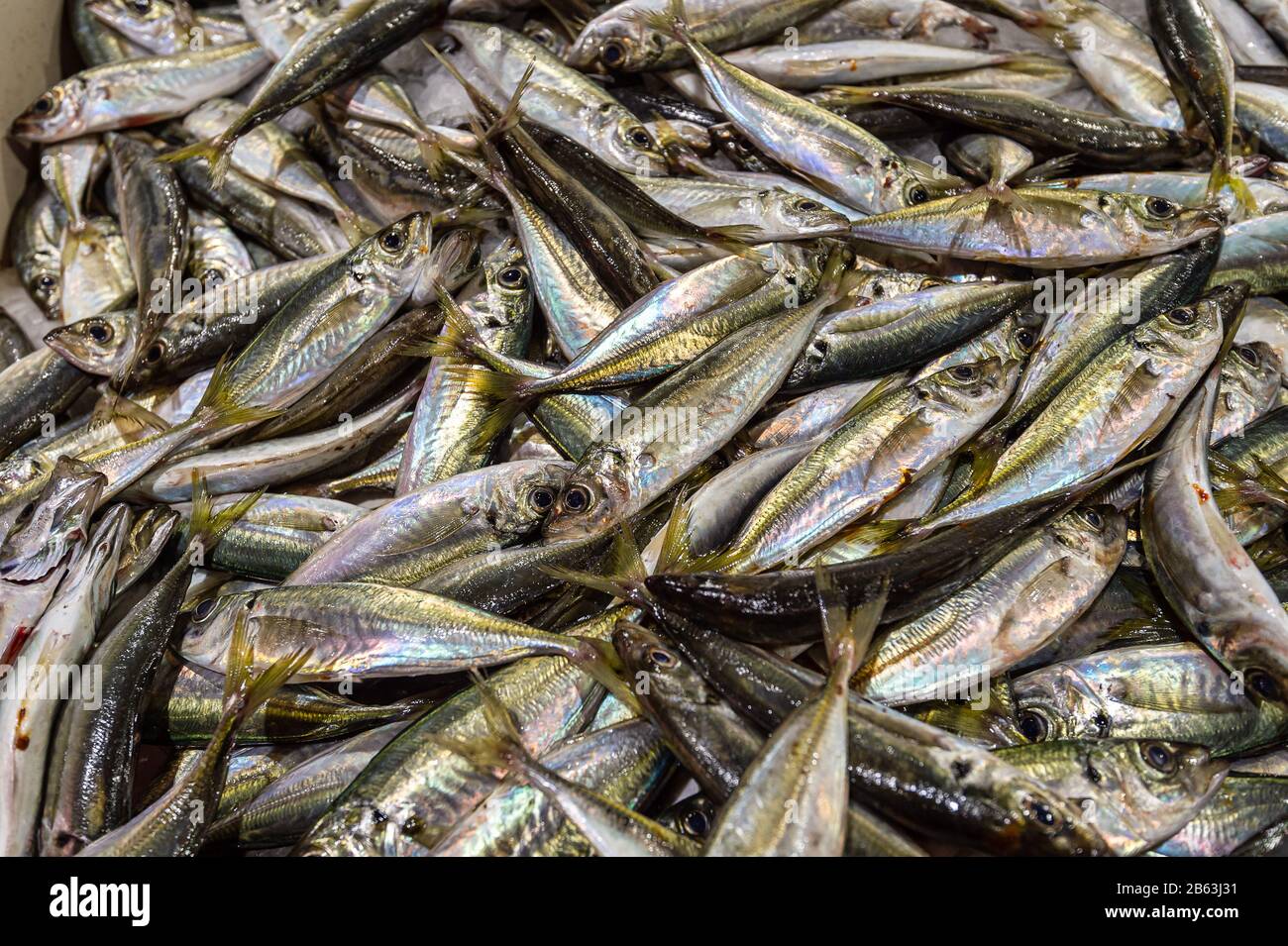 Frische Sardinen auf dem Markt in Portugal Stockfoto