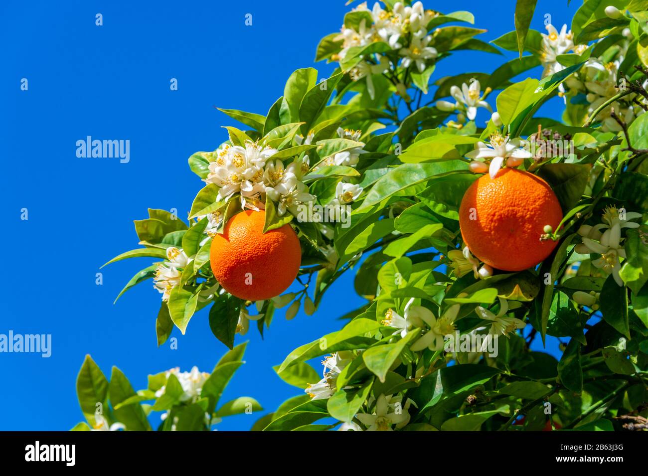 Orangenbaum Mit Blumen und Orangen in Portugal, über blauem Himmel Stockfoto