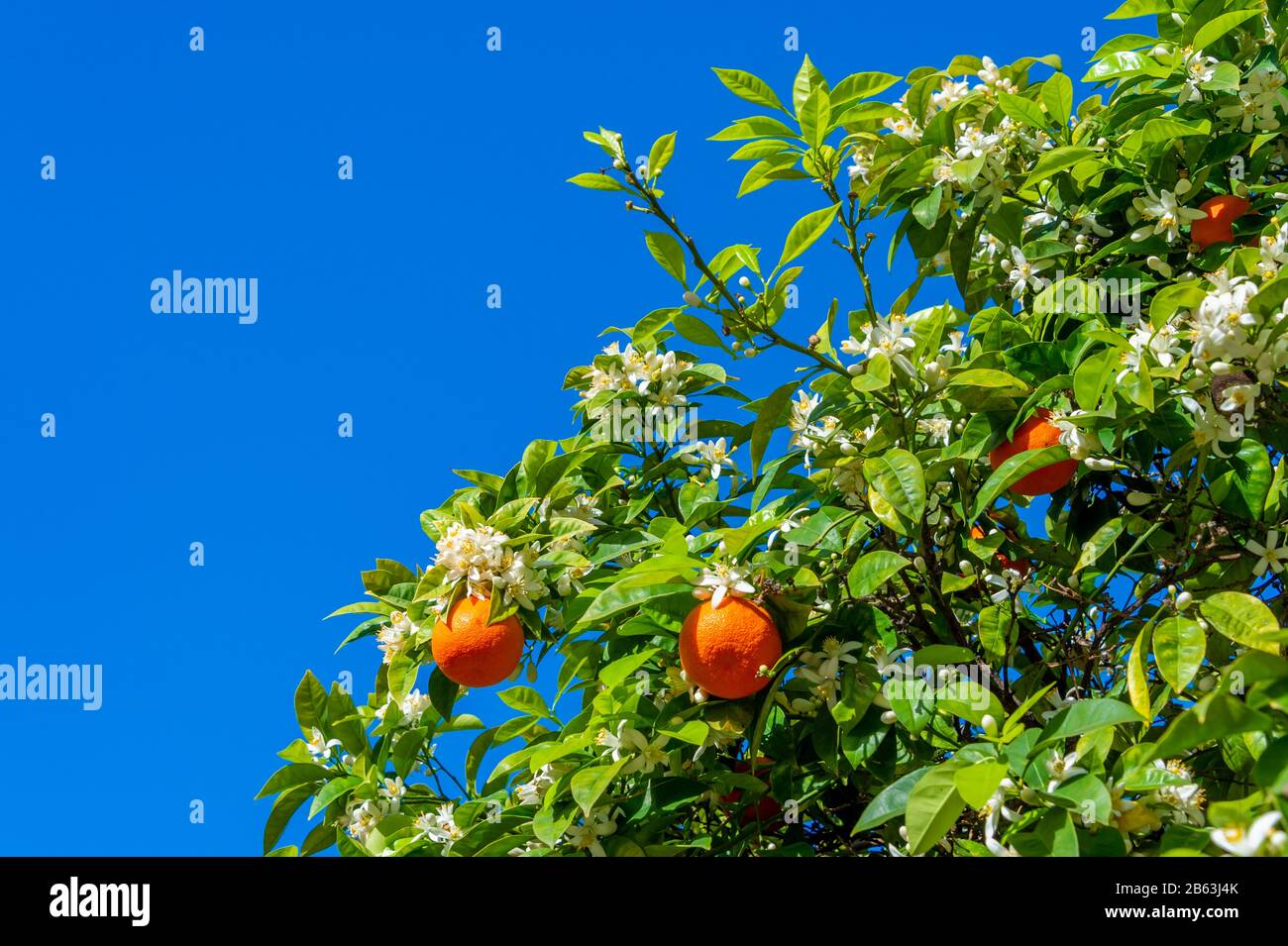 Orangenbaum Mit Blumen und Orangen in Portugal, über blauem Himmel Stockfoto