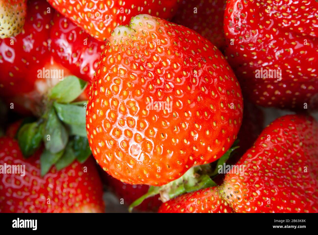 frische Erdbeeren Stockfoto