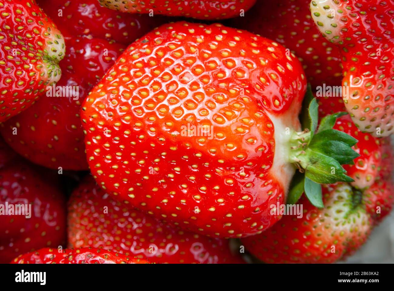 Erdbeere in Erdbeeren Stockfoto