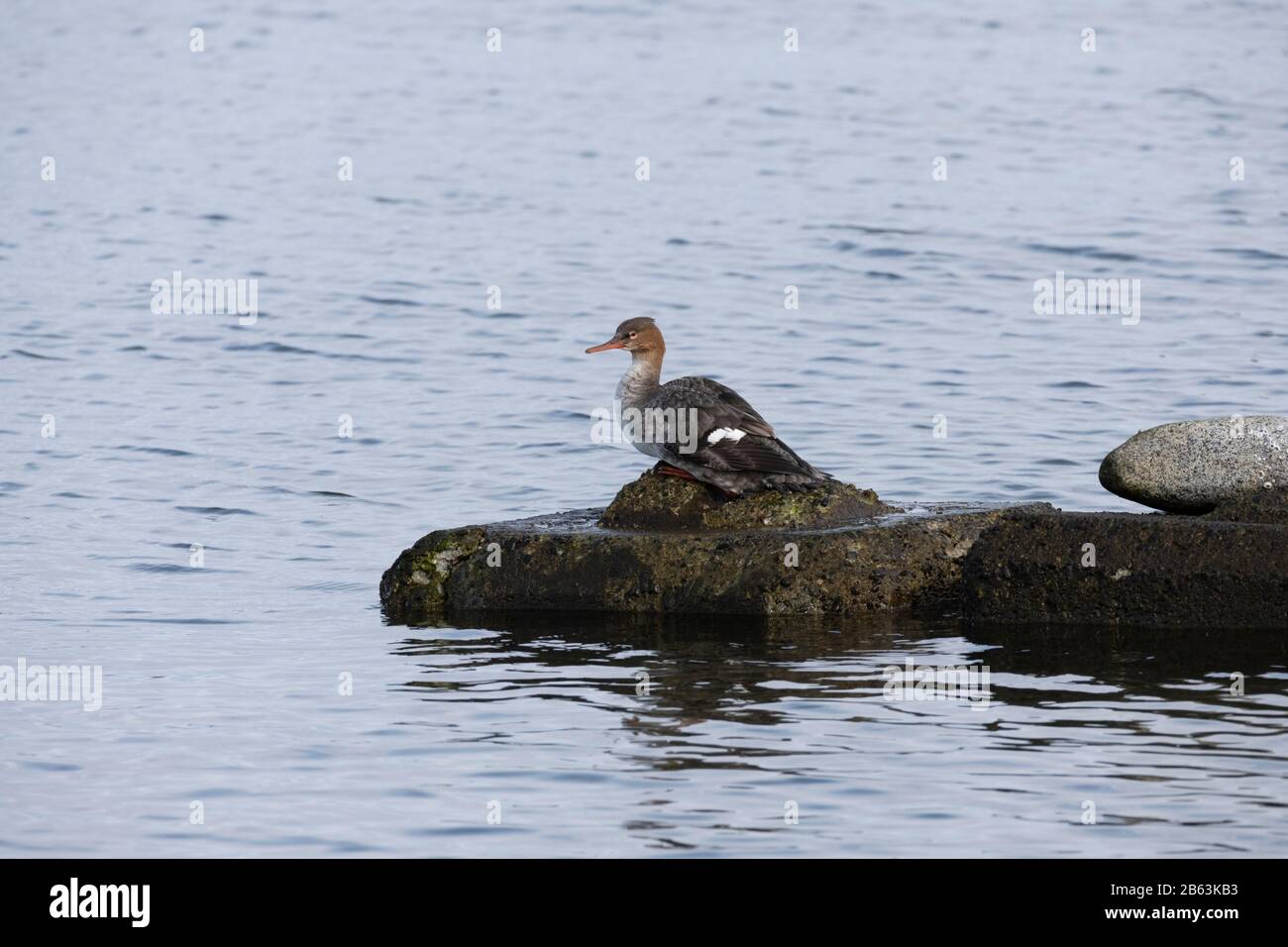 Gemeinsame Merganserweibchen im Comox Harbour Stockfoto