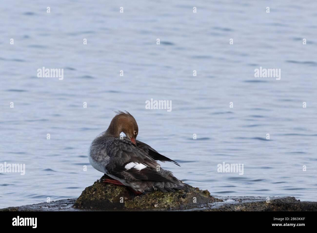 Gemeinsame Merganserweibchen im Comox Harbour Stockfoto