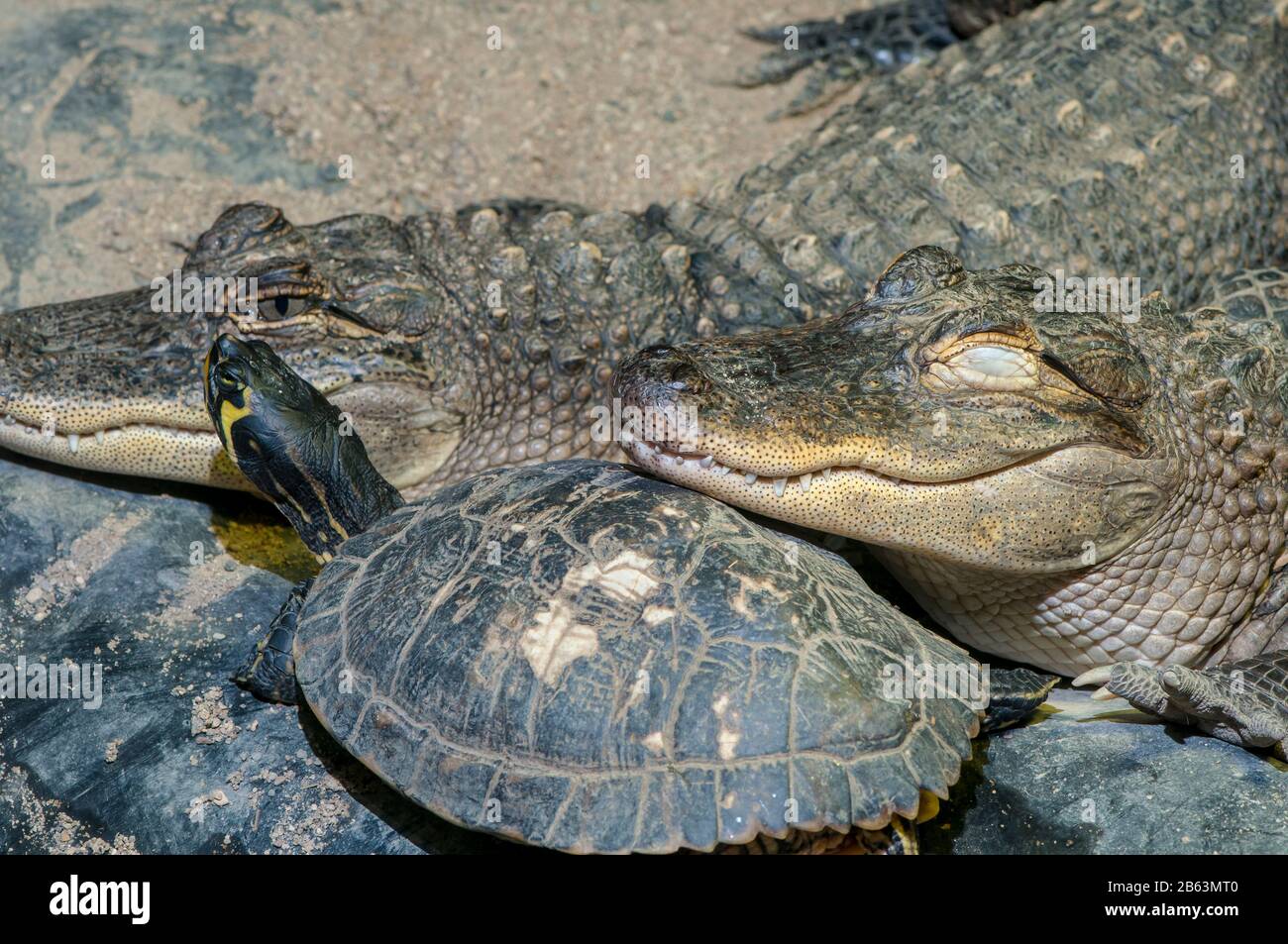 Owatonna, Minnesota. Reptilien- und amphibischer Entdeckungszoo. Zwei 13 Jahre alte amerikanische Alligatoren, Alligator mississippiensis, die auf Schildkröte ruht. Stockfoto