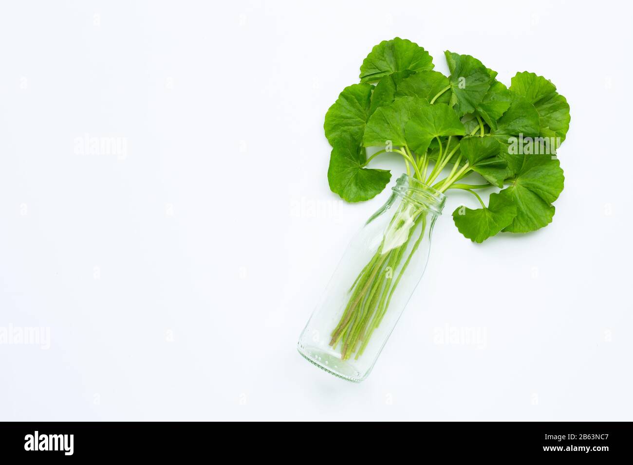 Glasflasche mit frisch grünem Gotu Kola auf Whiteflack. Kopierbereich Stockfoto