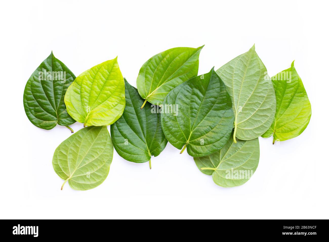 Grüne betelblätter, frische Piper betle auf weißem Hintergrund. Stockfoto