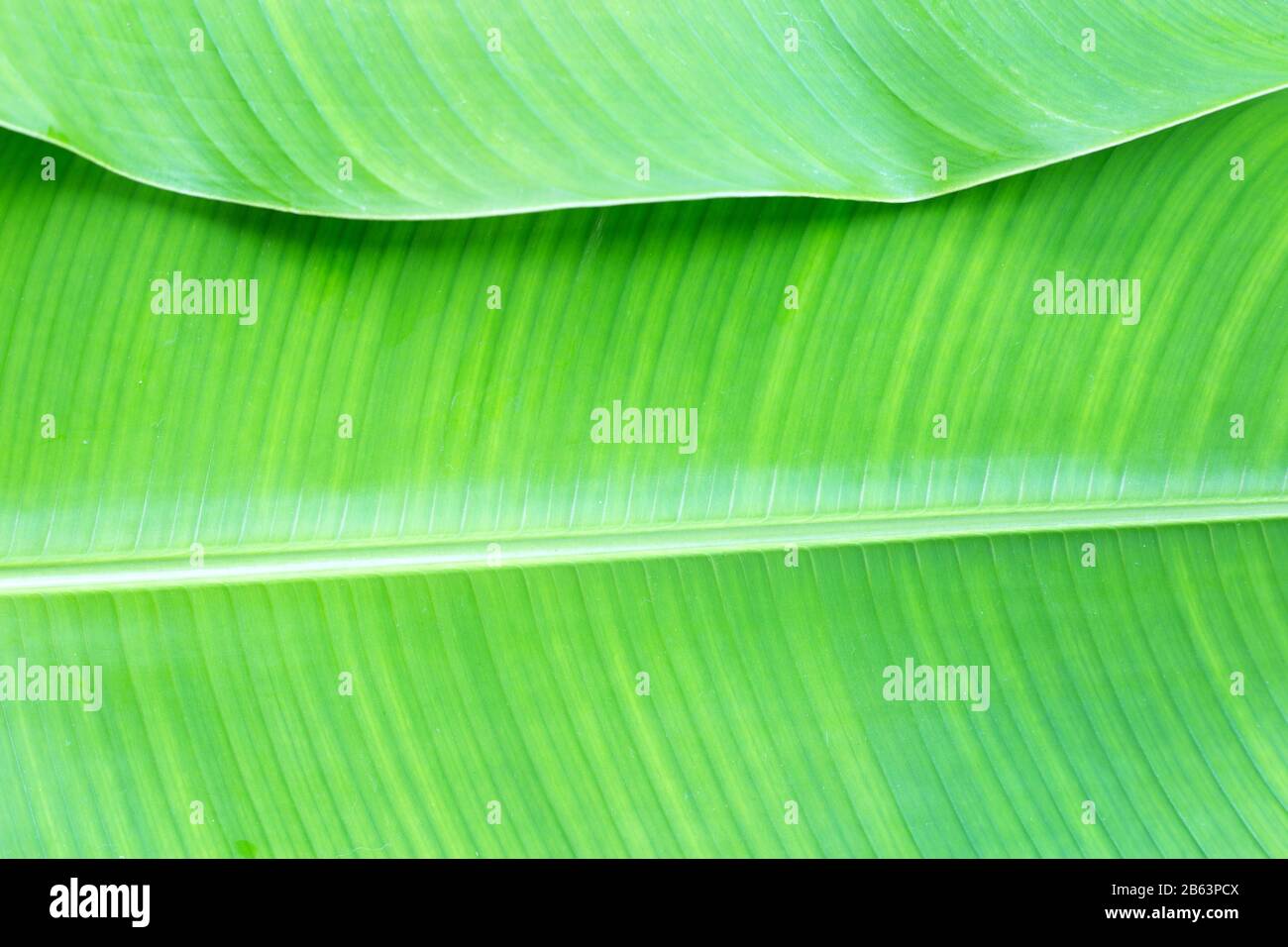 Tropischer Bananenblätterhintergrund, Bananengrüne Blatttextur Stockfoto