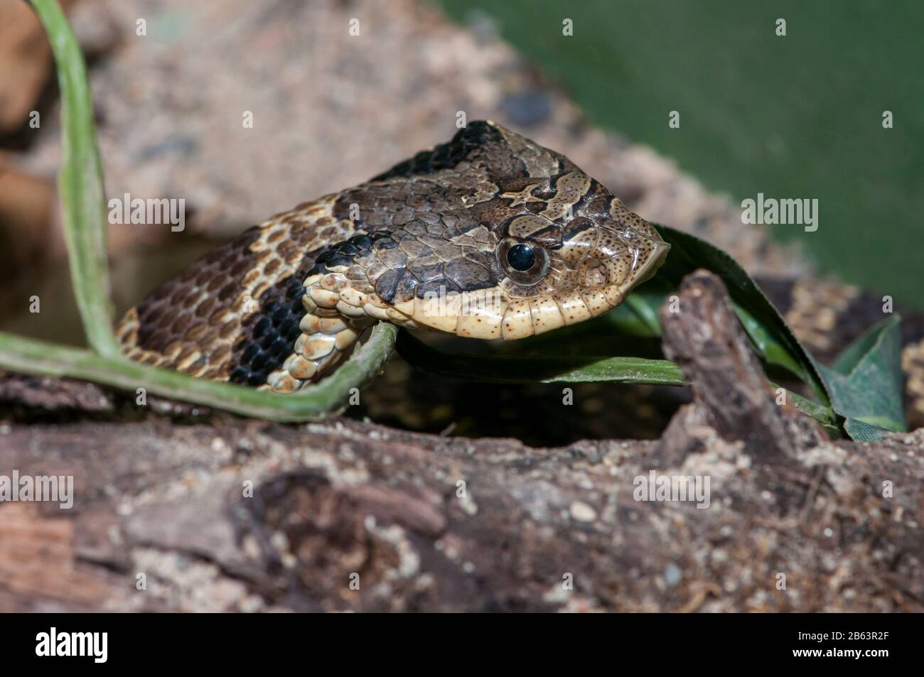 Owatonna, Minnesota. Reptilien- und amphibischer Entdeckungszoo. Östliche Hognase Schlange, Heterodon Platirhinos. Stockfoto