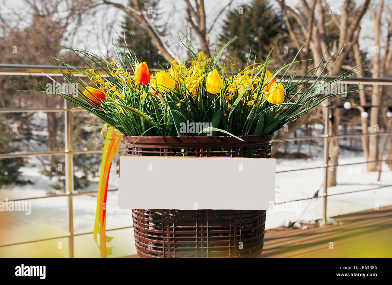 Wicker brauner Korb mit weißem Platz für die Aufschrift voller gelb-schöner Tulpen mit grünen Blättern auf dem Grund von schmelzendem Schnee in der früh Stockfoto