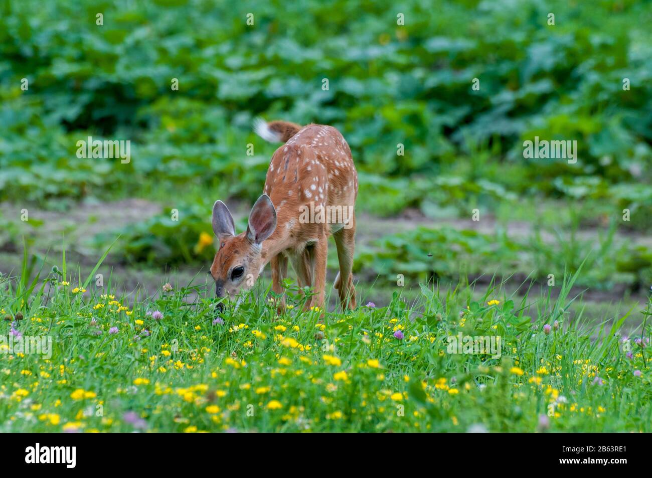 Vadnais Heights, Minnesota. Weißwedelhirsch, Odocoileus virginianus. Fawn, der die Vegetation auf einem Feld von Wildblumen isst. Stockfoto