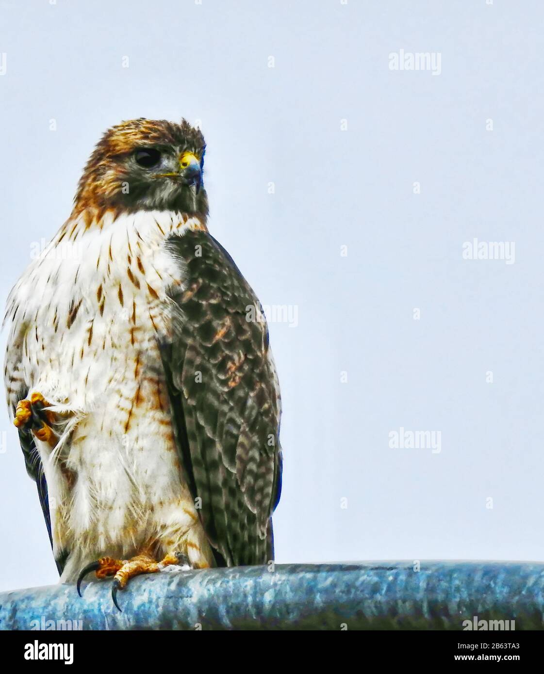 Der Falke wird in einem Regensturm gefangen, versucht aber, Widrigkeiten zu überwinden, um nach Nahrung zu suchen Stockfoto