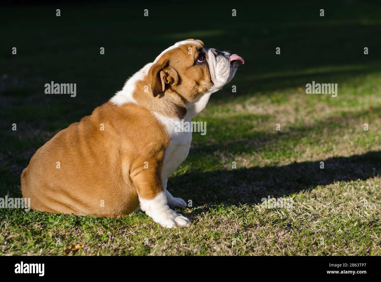 Englischweiß und braune Stierkampfarena, die mit der Zunge außen auf dem Gras sitzt Stockfoto