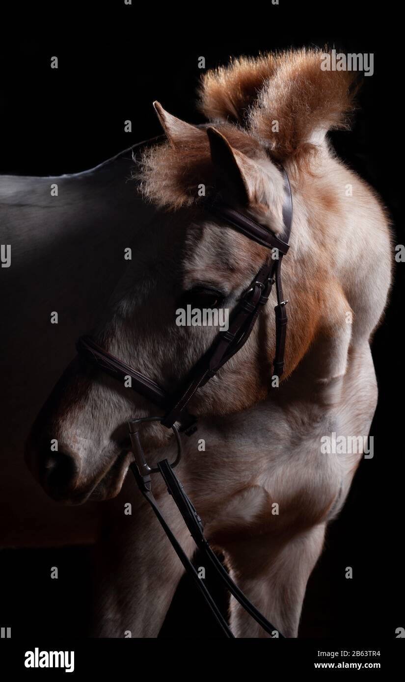 Das Pony von Nord- und Südamerika in einem Studio Shoot, das eine Panne trägt. Stockfoto