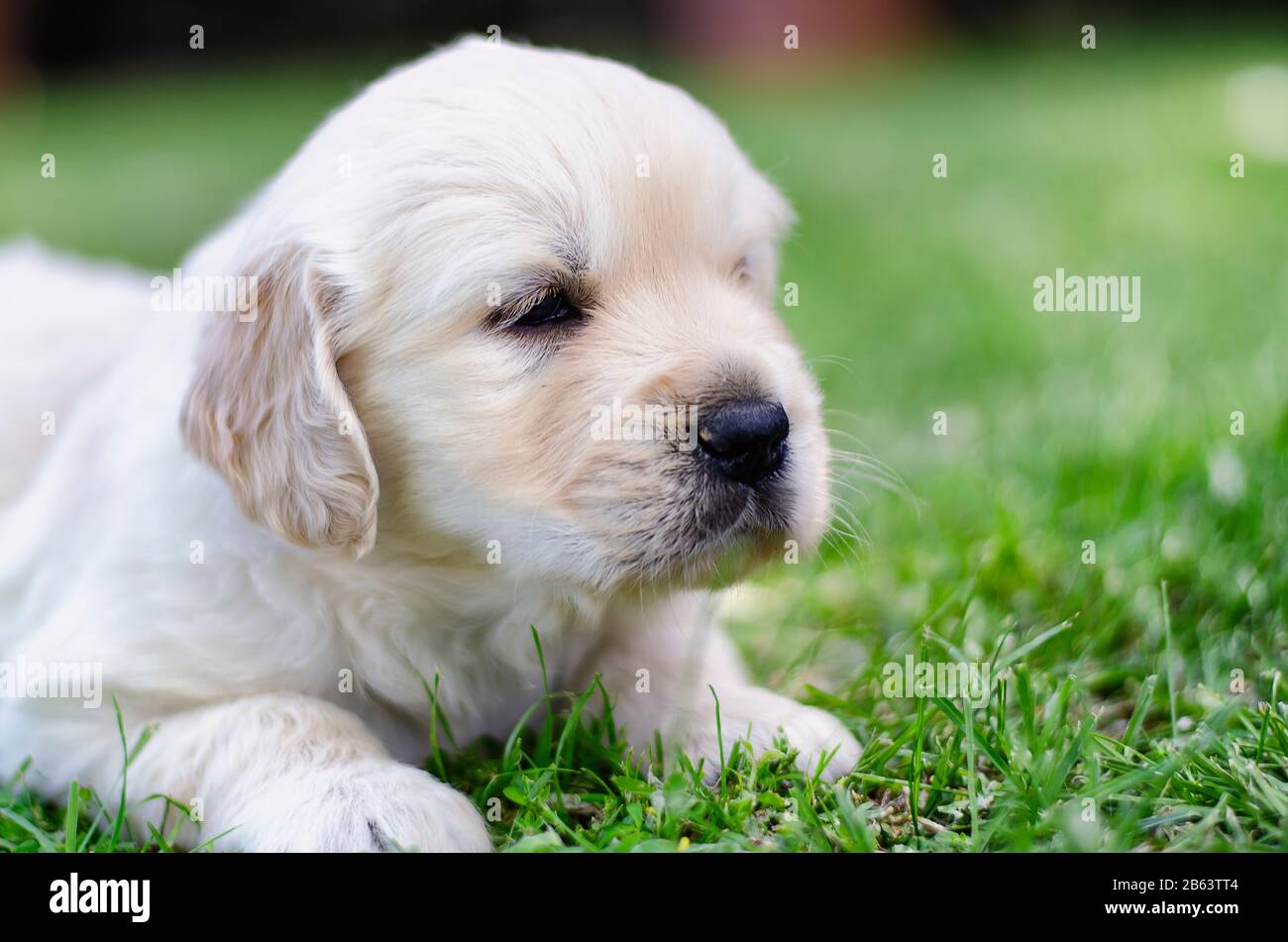 Nahaufnahmen eines goldenen Welpen mit zwei Monaten Welpen auf dem Gras Stockfoto