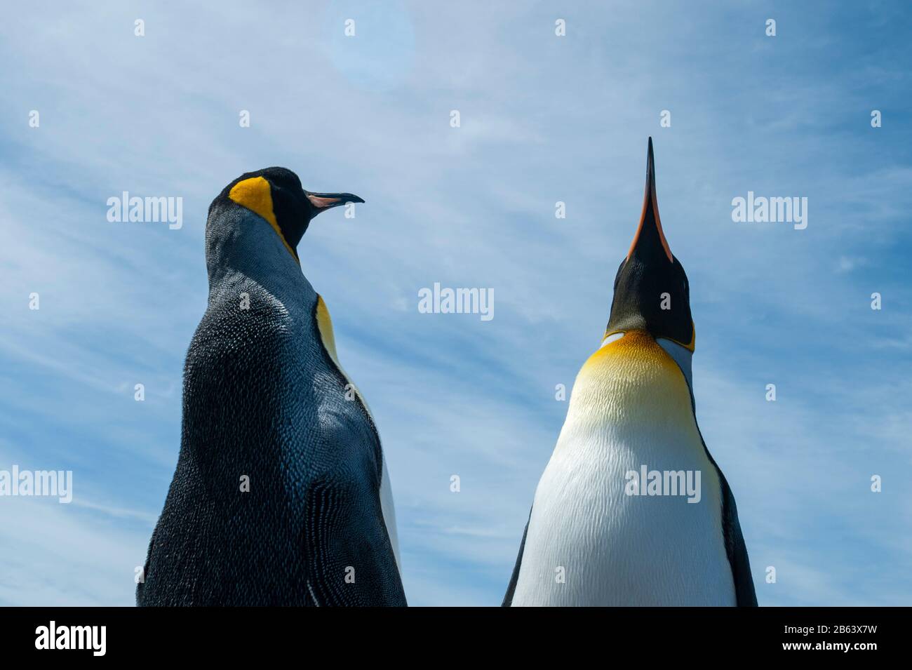 King Pinguin (Aptenodytes patagonica), Volunteer Point, Falkland Islands. Stockfoto