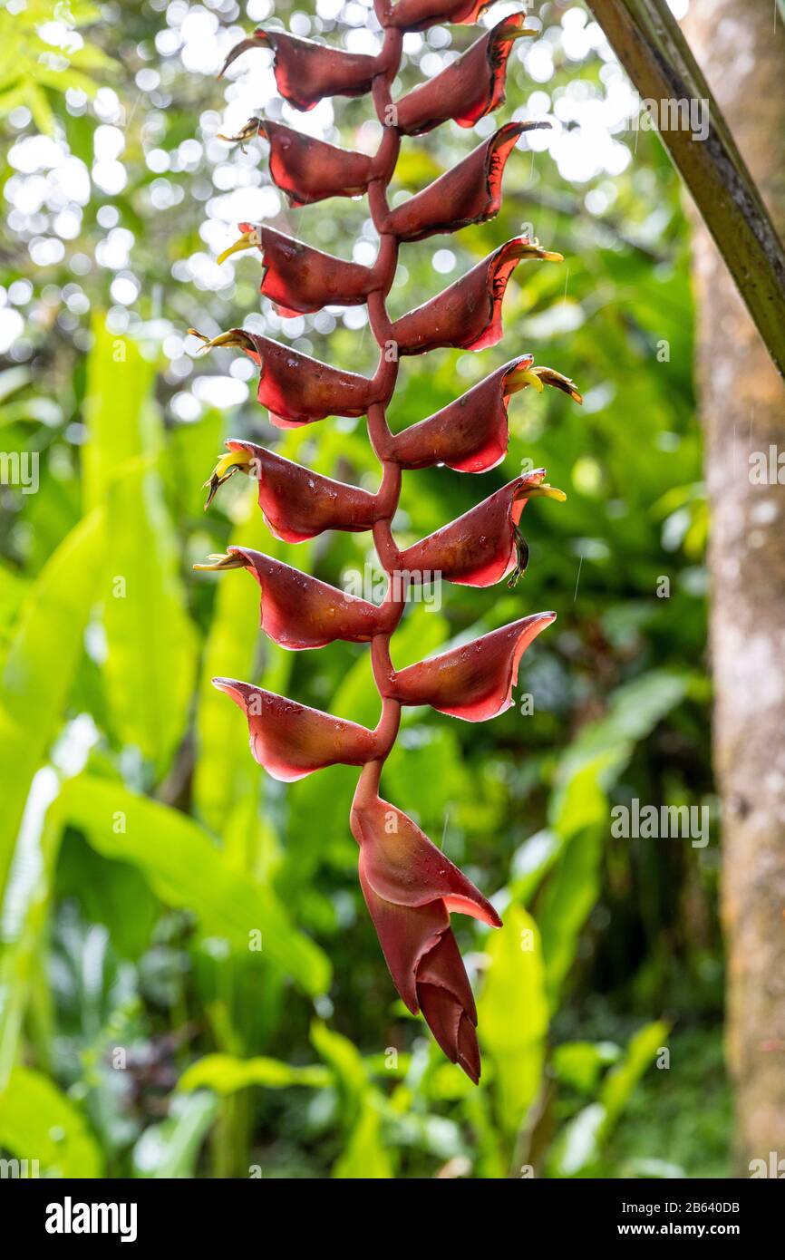 Hängende Helikonie, Hawaii Stockfoto