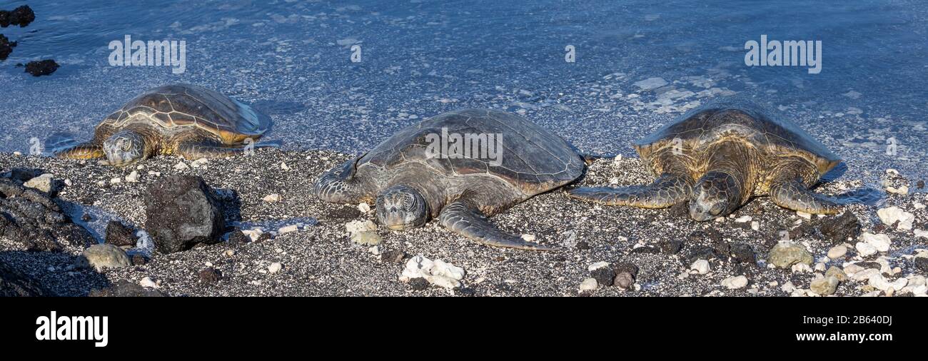 Drei grüne Meeresschildkröten aus Hawaii Sonnen Sich am Strand Stockfoto