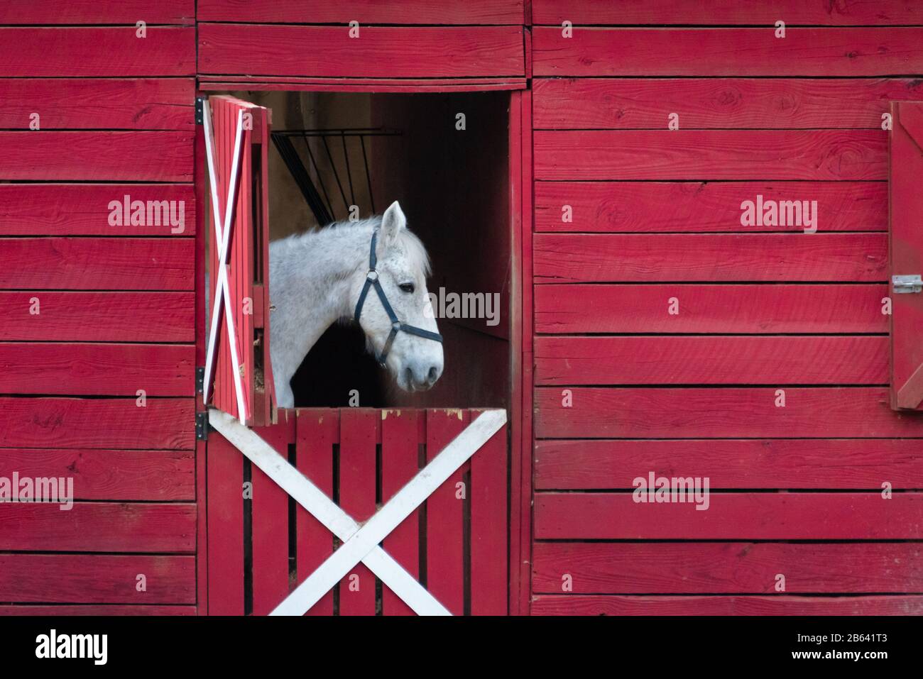 Klassische rote Scheune mit einem weißen Pferd, das durch eine offene holländische Tür in Lilburn, Georgia, gesehen wird. (USA) Stockfoto