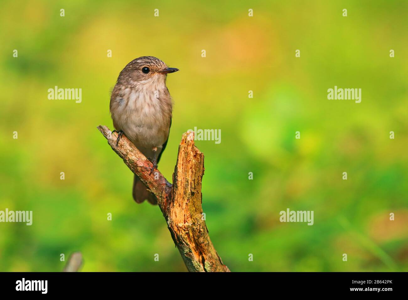 Gefleckter Flycatcher (Muscicapa striata) auf einem Ast, Vorderansicht, Hessen, Deutschland Stockfoto