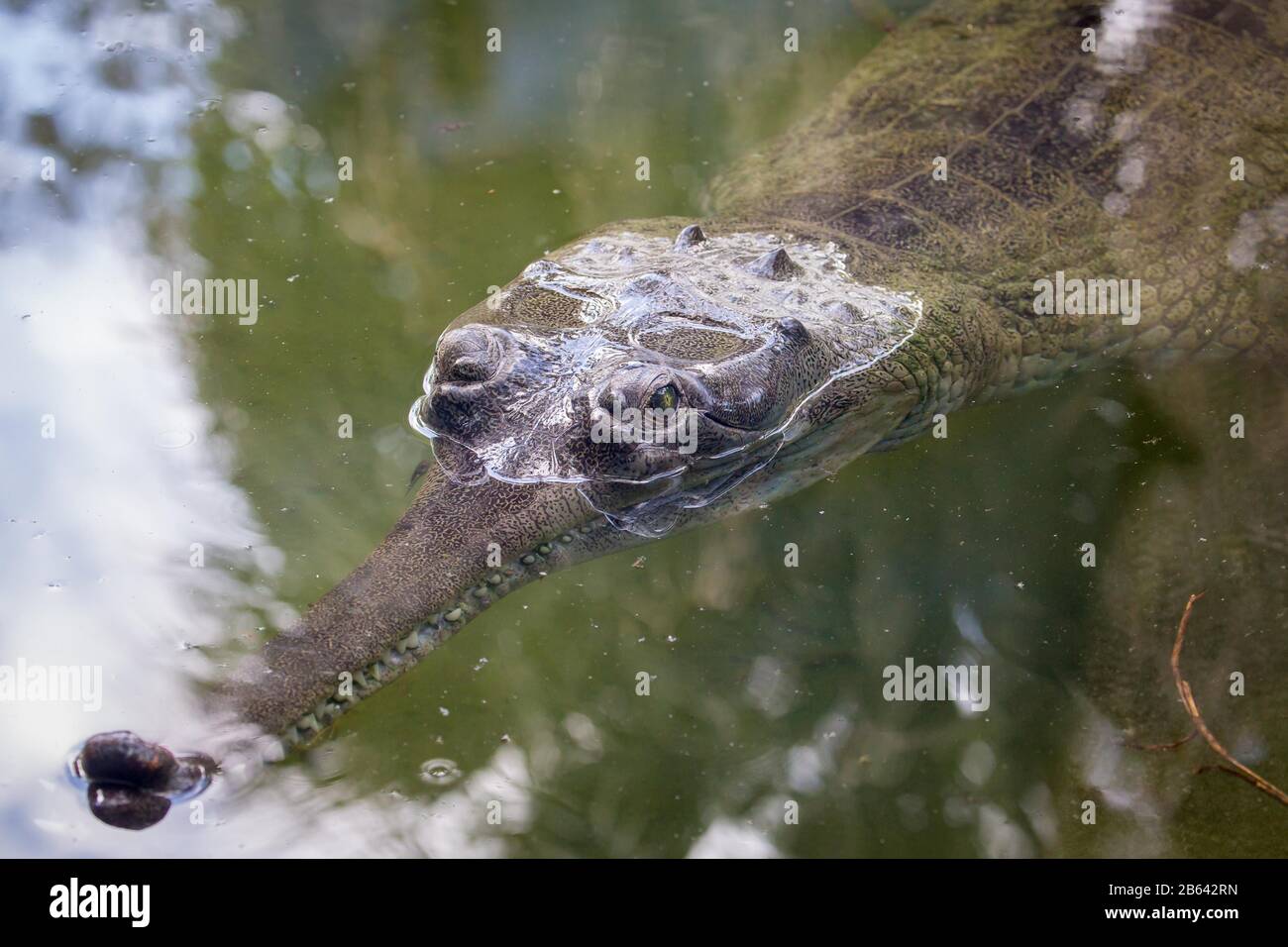 Gharial (Gavialis gangeticus) schwimmend in Wasser, gefangen, St. Augustine Alligator Farm Zoological Park, St. Augustine, Florida, USA Stockfoto
