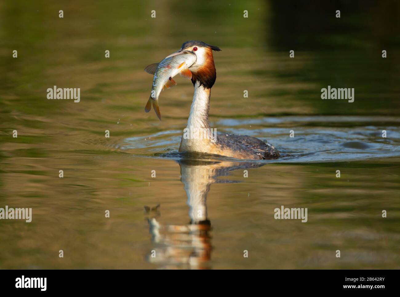 Großkrebiger, gefriesterter Vogel (Podiceps Cristatus) mit einem großen Fisch im Schnabel, Norfolk, England, Großbritannien Stockfoto