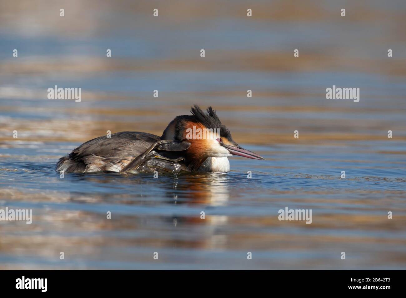 Great Crested Grebe (Podiceps Cristatus) ausgewachsener Vogel, der sich auf einem See, Norfolk, England, Großbritannien, vorstellt Stockfoto