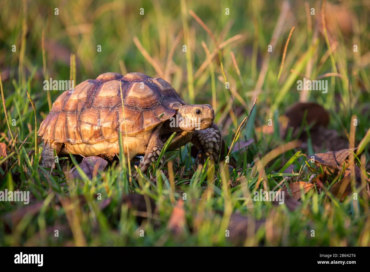 Gopher-Schildkröte (Gopherus Polyphemus) läuft durch Gras, Hortense, Georgia, USA Stockfoto