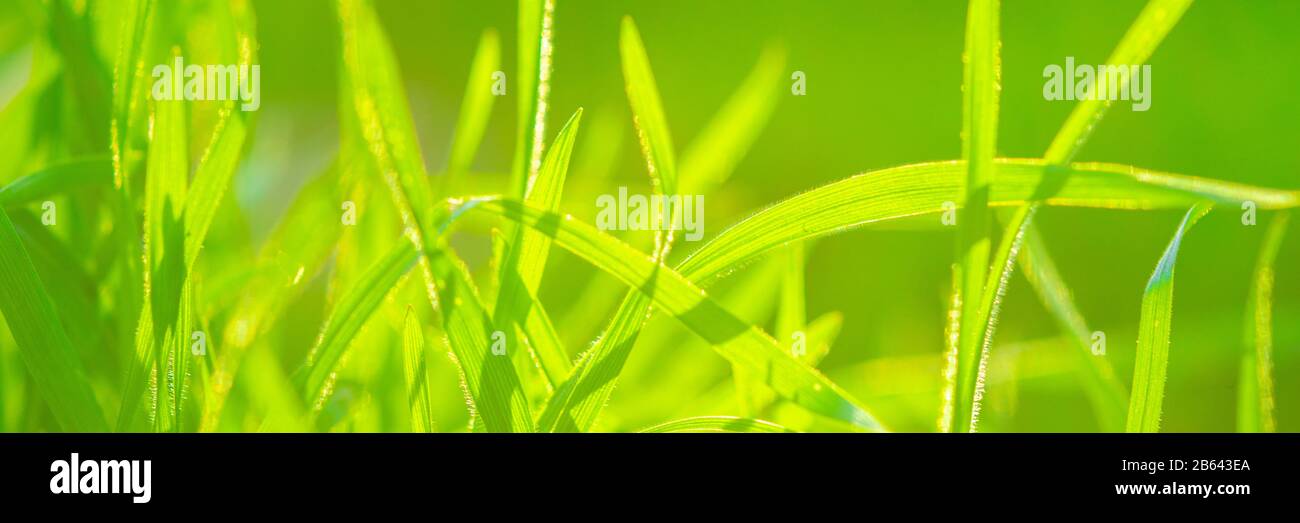 Frisches grünes Gras wächst auf einem sonnigen Feld. Makrofoto. Stockfoto