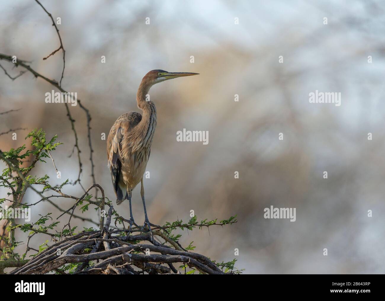 Goliathheron auch bekannt als der Riesenreiher, Ardea goliath, Lake Naivasha, Kenia, Afrika Stockfoto