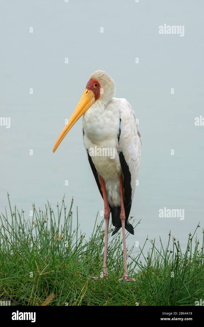Stork, Mycteria Ibis, Lake Nakuru, Afrika, gelb Berechnet Stockfoto